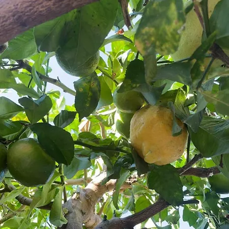 Lovely Ground Floor Apartmán *